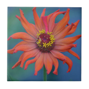 De Cerâmica Azulejo Zippy Zinnia