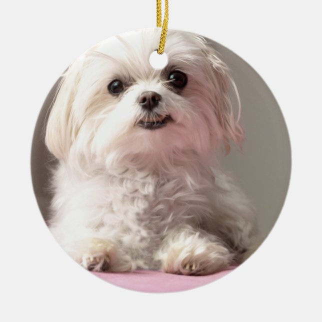 De Cerâmica Bella deixou-nos ir vê o ornamento maltês (Frente)