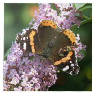 De Cerâmica Borboleta Admirável Vermelha e Azulejo Buddleia