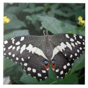 De Cerâmica Borboleta limão e Azulejo Flores