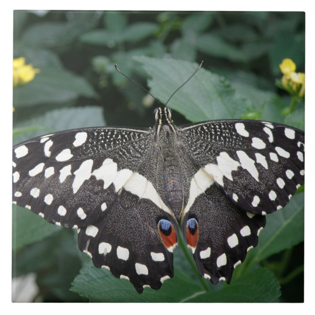 De Cerâmica Borboleta limão e Azulejo Flores (Frente)