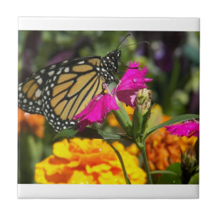 De Cerâmica Borboleta Monarch no azulejo rosa
