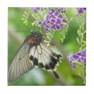 De Cerâmica Borboletas e azulejo das flores