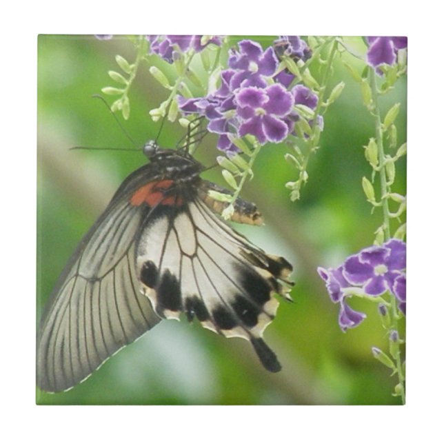 De Cerâmica Borboletas e azulejo das flores (Frente)