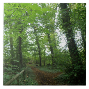 De Cerâmica Caminho pelo Azulejo Floresta Verde