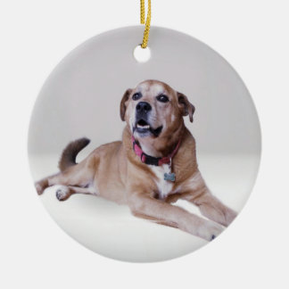 De Cerâmica Cão num ornamento