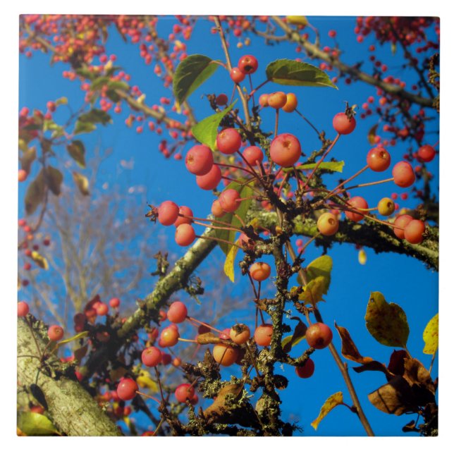 De Cerâmica Caranguejo se aplica contra Azulejo cerâmico do cé (Frente)