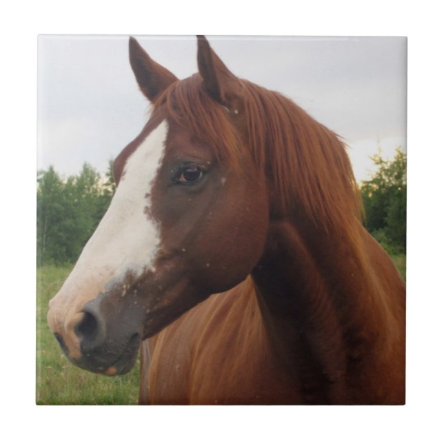 De Cerâmica Chestnut Horse com Azulejo Blaze (Frente)