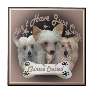 De Cerâmica Chinês Crested não pode ter apenas um Azulejo