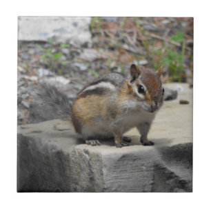 De Cerâmica Chipmunk bonito como o bicho em um azulejo da foto