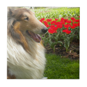 De Cerâmica Collie N do Sable o azulejo Trivet das tulipas