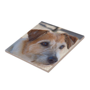 De Cerâmica Criar seu próprio azulejo quadrado - cão bonito