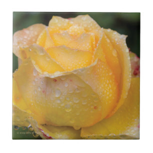 De Cerâmica Dewdrops no rosa amarelo - azulejo