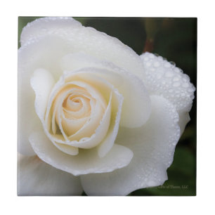 De Cerâmica Dewdrops no rosa branco - azulejo