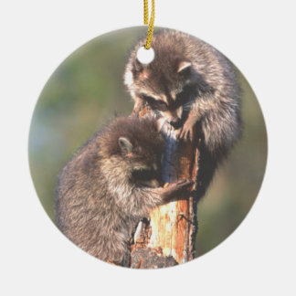De Cerâmica Dois Racoons no ornamento do coto