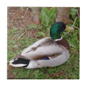 De Cerâmica Duck Small (4,25" x 4,25") Azulejo fotográfico cer