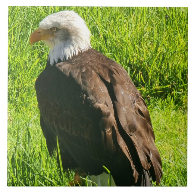 De Cerâmica Eagle o azulejo cerâmico próximo (Frente)