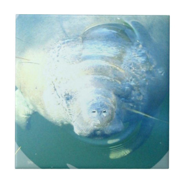 De Cerâmica Espreitando o azulejo do peixe-boi (Frente)