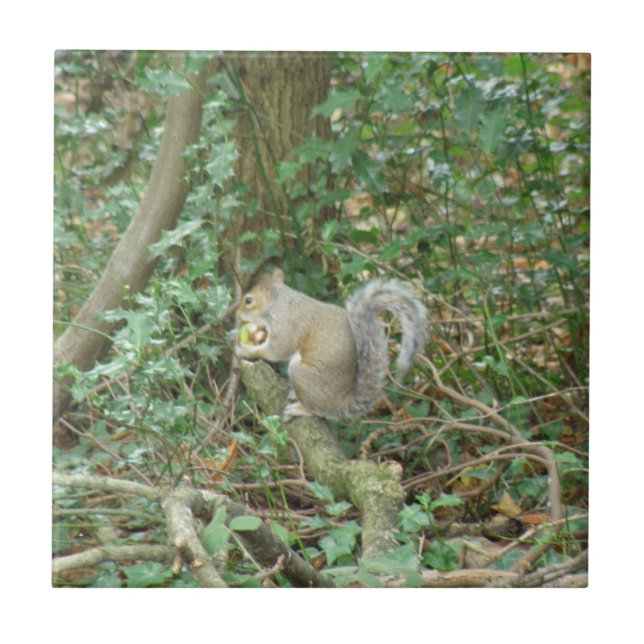 De Cerâmica Esquilo com Azulejo Acorn (Frente)