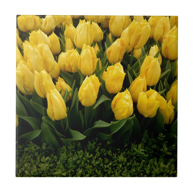 De Cerâmica Festival da tulipa - azulejo 27 (Frente)