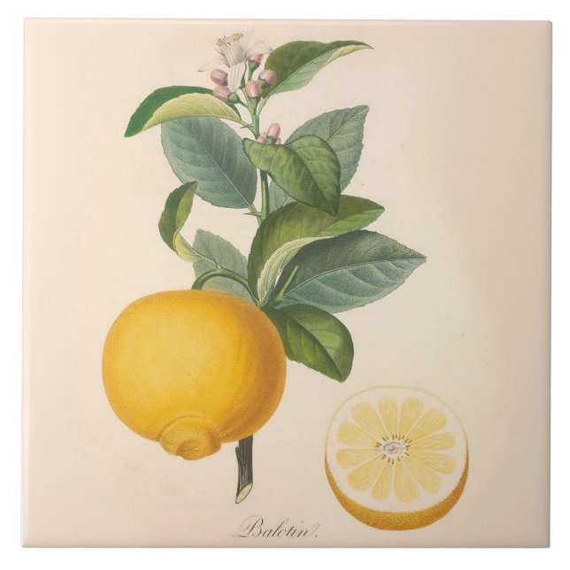 De Cerâmica Flor alaranjada e fruta do azulejo cerâmico do (Frente)