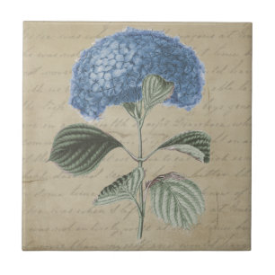 De Cerâmica Flor azul do Hydrangea no azulejo do pergaminho do