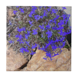 De Cerâmica Flores roxas entre o azulejo das rochas