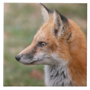 De Cerâmica Fox Perfil Cerâmico Azulejo