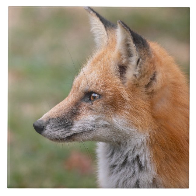 De Cerâmica Fox Perfil Cerâmico Azulejo (Frente)