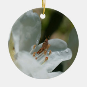 De Cerâmica Gafanhoto Em Ornamento Flor Azalea Branco