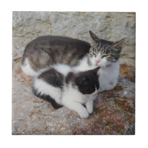 De Cerâmica Gatos Pequenos (4,25" x 4,25") Azulejo fotográfico
