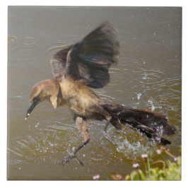 De Cerâmica Grackle Bird voando sobre Azulejo d'água