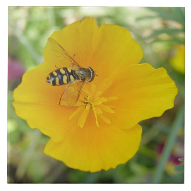 De Cerâmica Hoverfly e California Poppy Azulejo (Frente)
