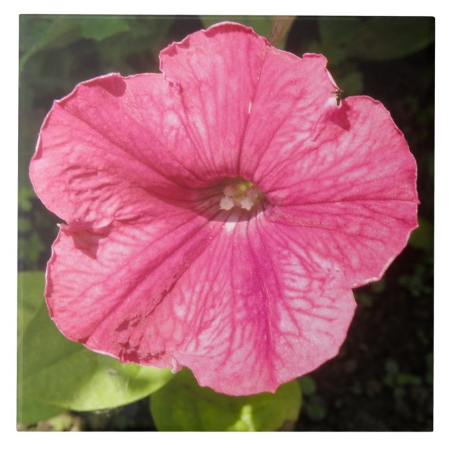 De Cerâmica Impatiens Azulejo Rosa Escuro (Frente)