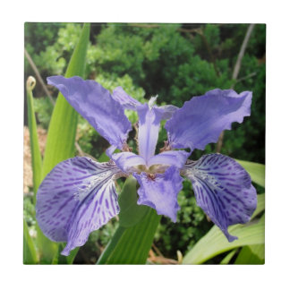 De Cerâmica Íris do jardim, azul, azulejo 4,25