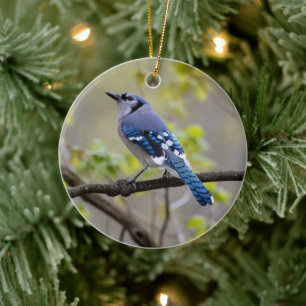 De Cerâmica Jay Azul Ornamento cerâmico