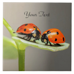 De Cerâmica Ladybugs Beetles Azulejo cerâmico