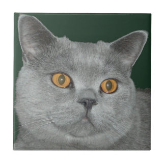 De Cerâmica Laranja bonito azulejo Eyed do gatinho