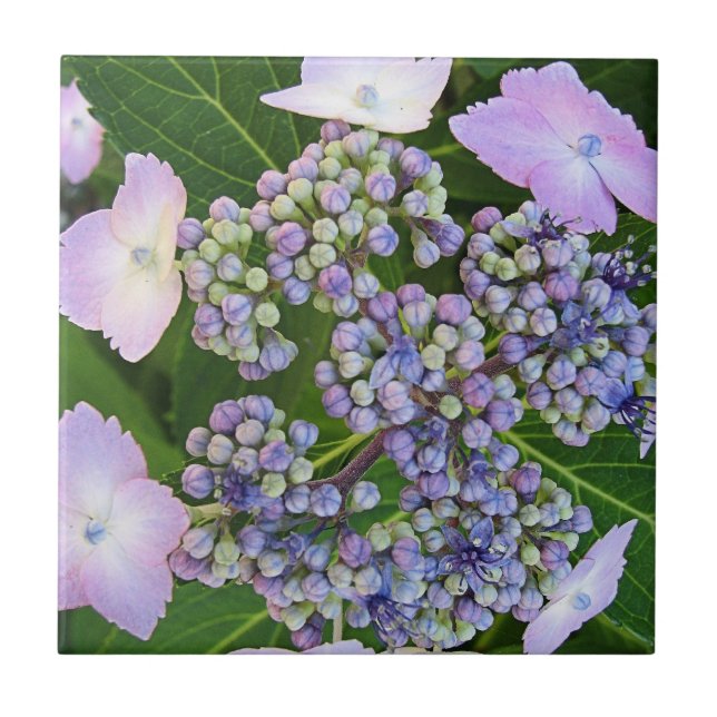 De Cerâmica Lavanda Boné Hydrangea Azulejo Bloqueio (Frente)