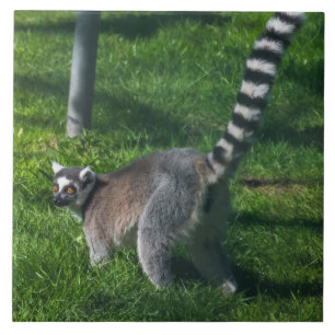 De Cerâmica Limpar azulejo cerâmico próximo