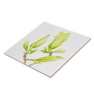 De Cerâmica Magnolias amarelas em um Azulejo cerâmico (2 W)