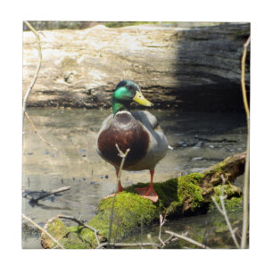 De Cerâmica Mallard Duck no Azulejo Decorativo das Florestas