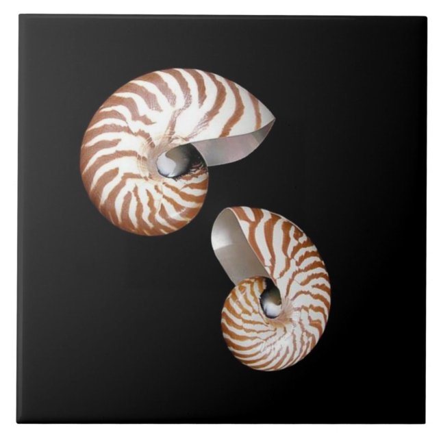 De Cerâmica Nautilus azulejo cerâmico (Frente)