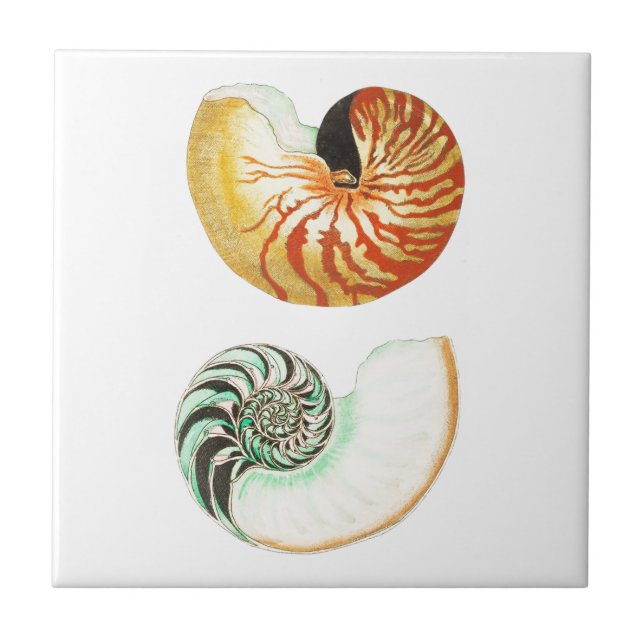 DE CERÂMICA  "NAUTILUS SHELLS" SEALIFE AZULEJO CERÂMICO (Frente)