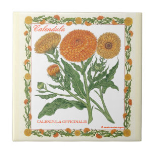 De Cerâmica No azulejo do Calendula do ~ do jardim
