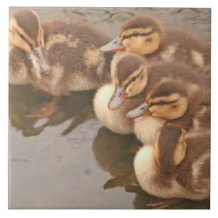 De Cerâmica O bebê Ducks o azulejo dos animais selvagens dos