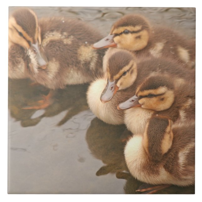 De Cerâmica O bebê Ducks o azulejo dos animais selvagens dos (Frente)