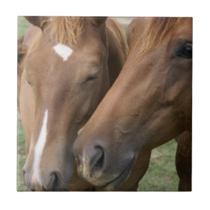 De Cerâmica O cavalo Nuzzle o azulejo