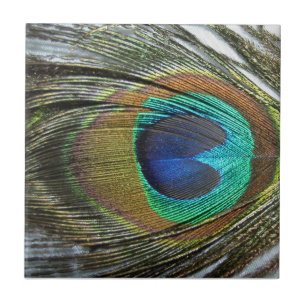 De Cerâmica O Peafowl do pavão empluma-se o azulejo animal