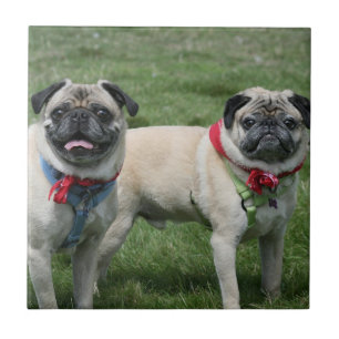 De Cerâmica O Pug persegue o azulejo